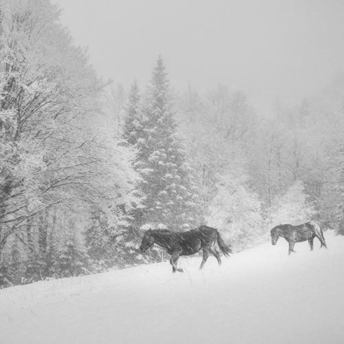 wild horses at winter storm