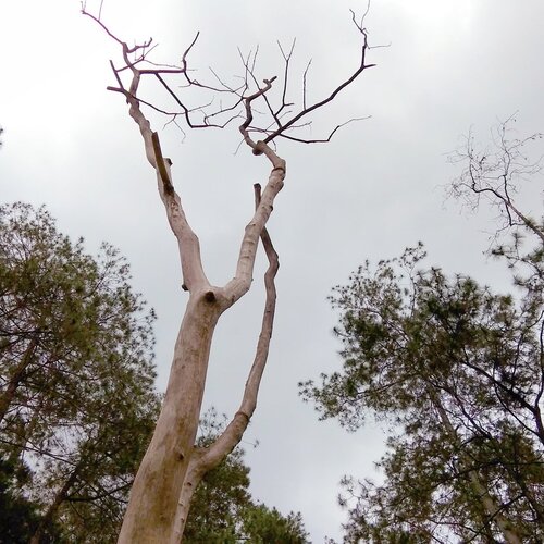 The Mighty Tree