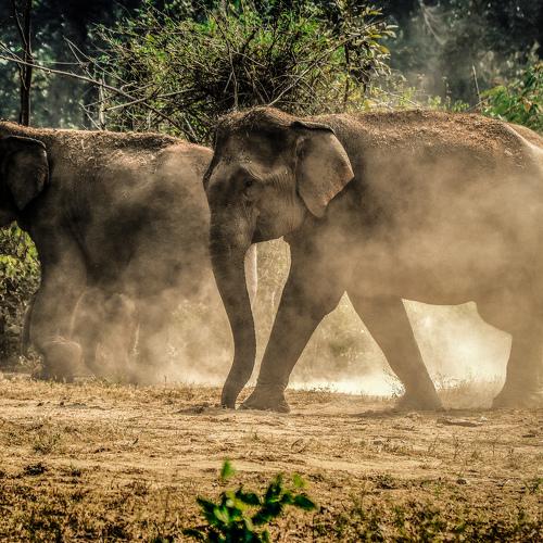 Playing Elephants