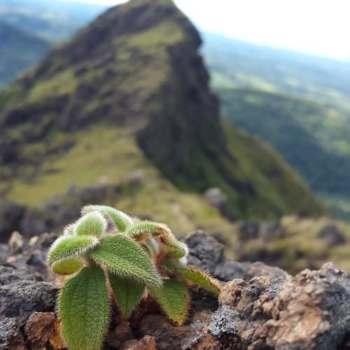 Pequeña frente la cima