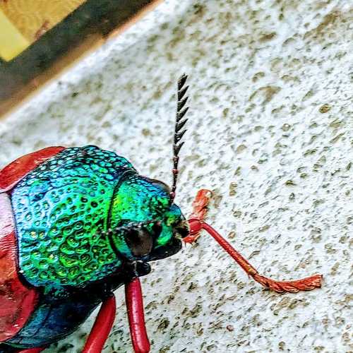 Beetles
