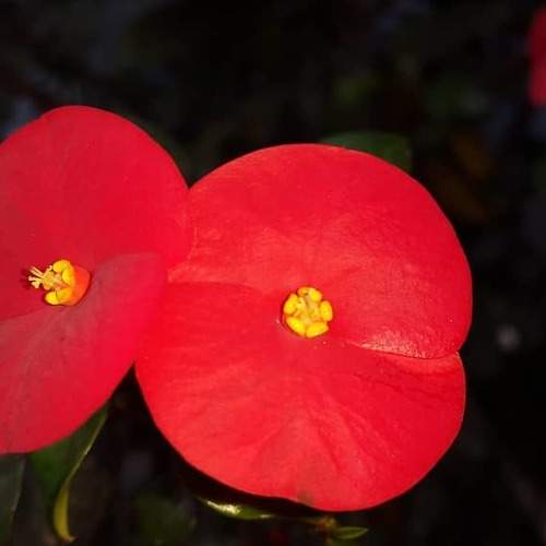 Vestidas de rojo