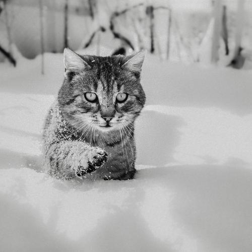 Tomcat in the snow