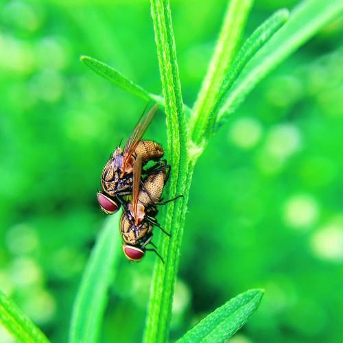 Monsoon season insects love.