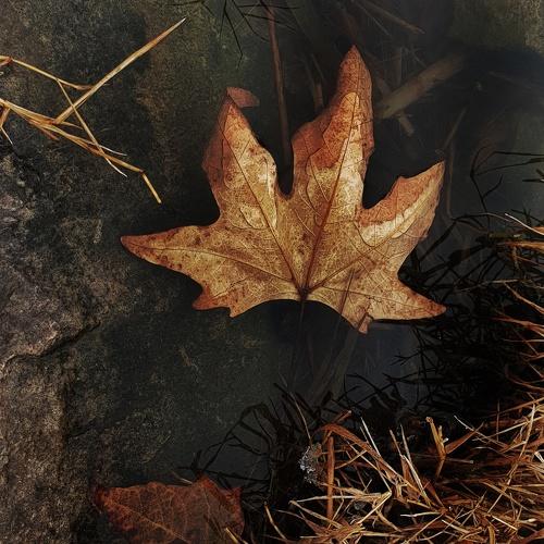 Autumn dream...