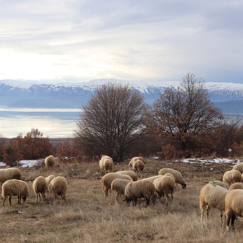 Photo #2837501