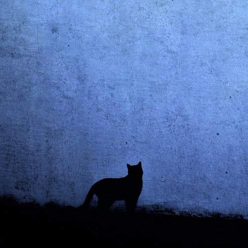 Silhouette of cat