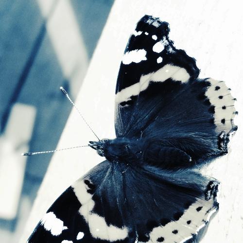 Photo #2839526