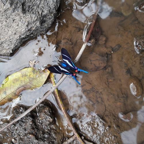 Wild butterfly