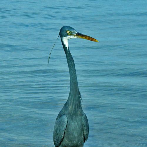 blue heron