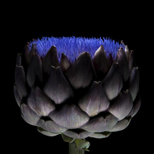 Artichoke