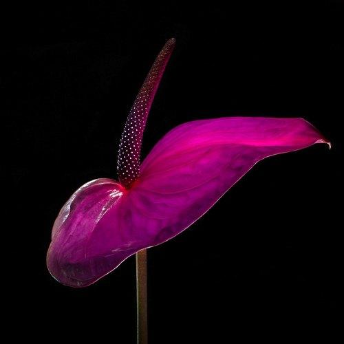 Anthurium