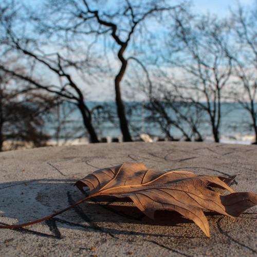 Autumn leaf