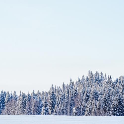 Лес
