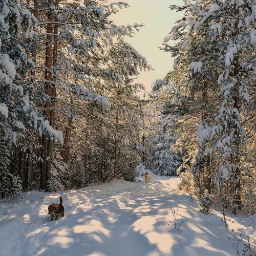 Little dogs and snow forest