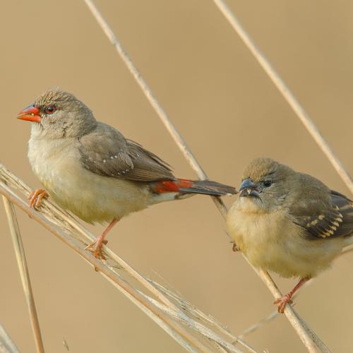 Two Birds