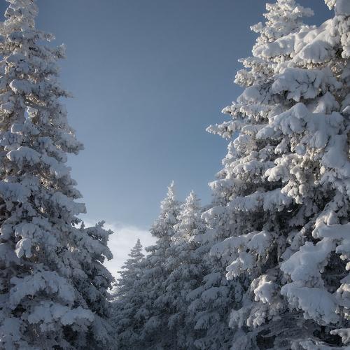 Лесными дорогами