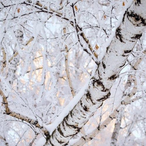 Photo #2847629