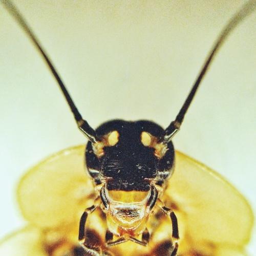 Photo #2847860