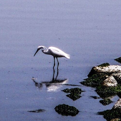 A bird reflection