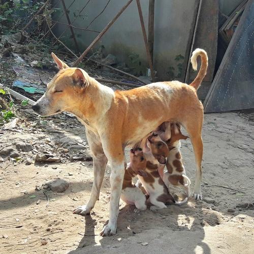 A mother dog feeding milk