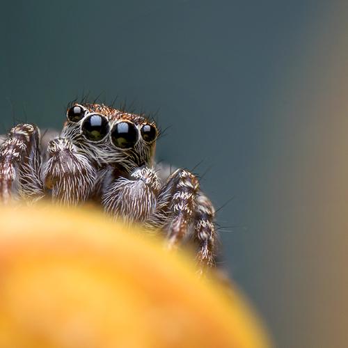Jumping spider portrait