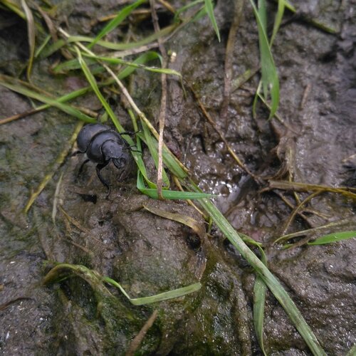 tanks are not afraid of dirt