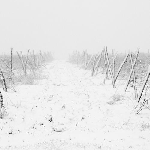 Snowy winescape