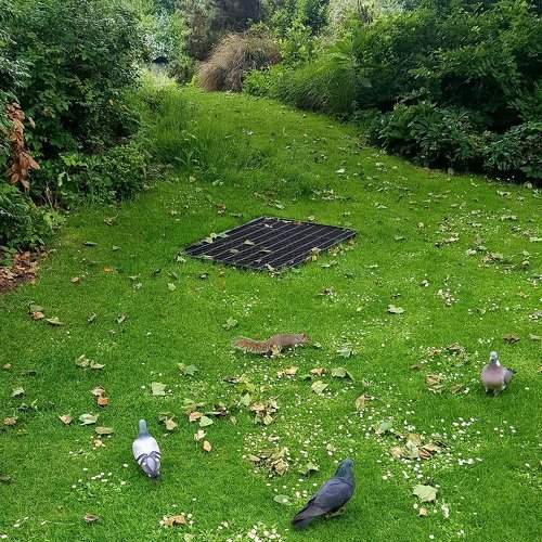 Urban wildlife