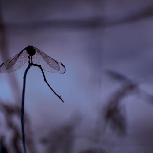 DragonFly X