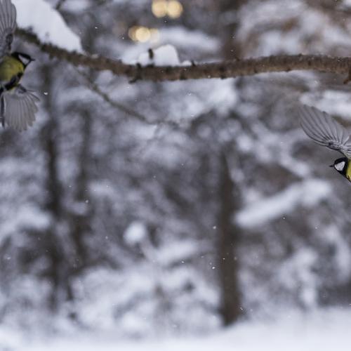 Photo #2852944