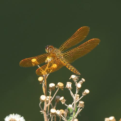 Dragon-fly
