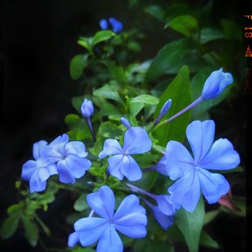 Forget me not
