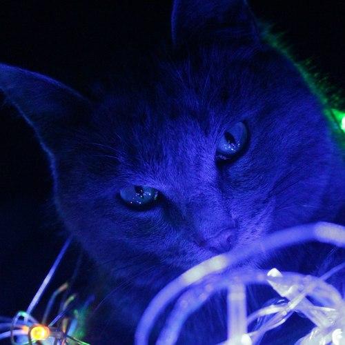 Meow