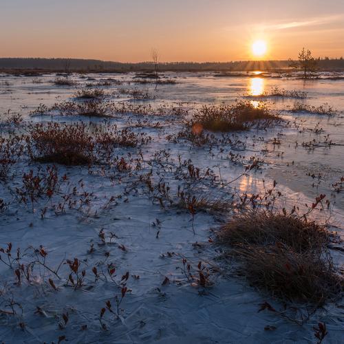 Зима на болоте