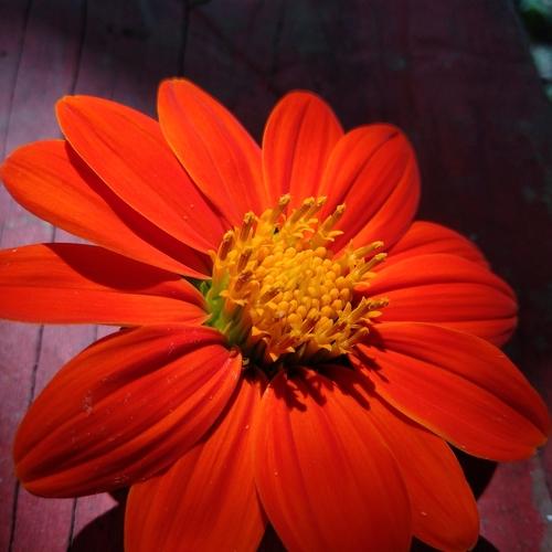 The Sunflower without Sun