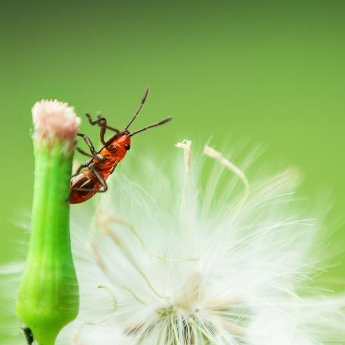 Red Beauty