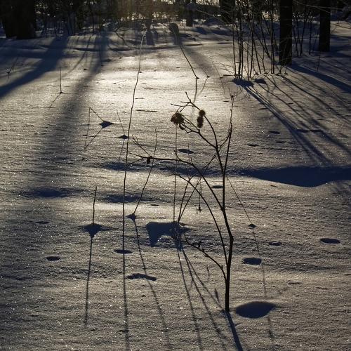 winter snow-covered Park in Moscow