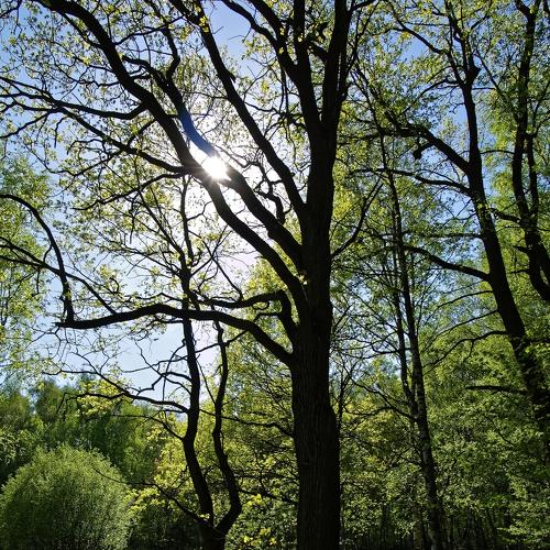 shadows of trees in the forest on a bright spring day
