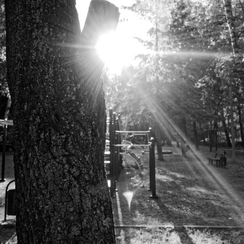 trees in the yard in Moscow in the morning