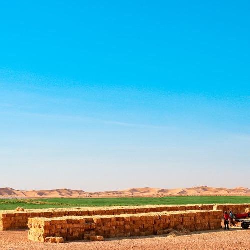 The best job in the desert