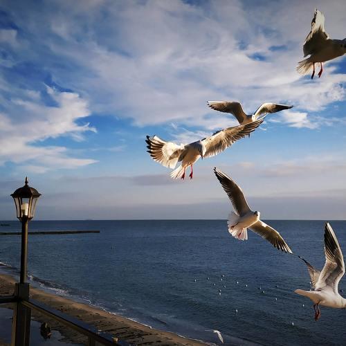 Sky Birds