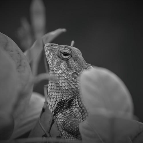 Wildlife photography