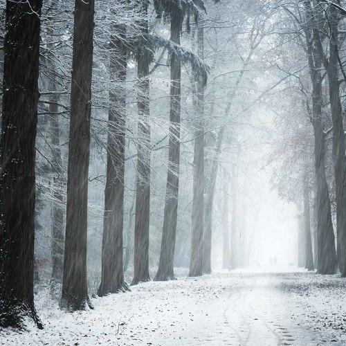 Into the snow