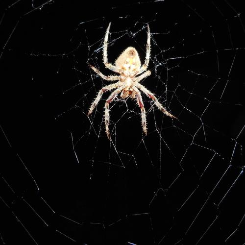 Spider