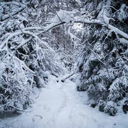 Photo #2868489