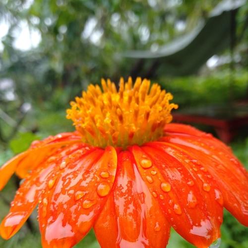 The crying sunflower