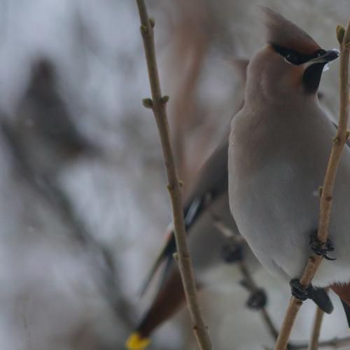 Winter guest