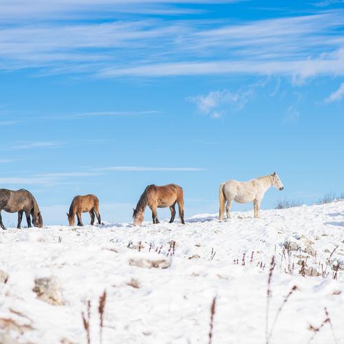 Wild horses fight against the winter