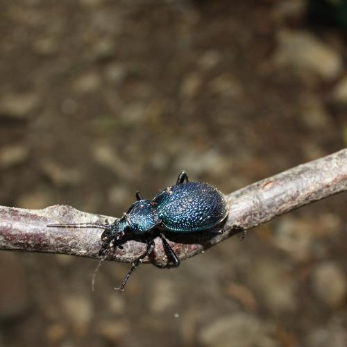 Жужелица